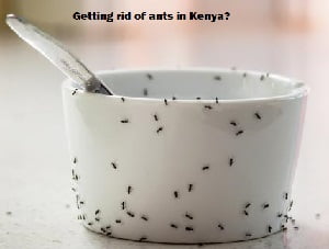 Getting rid of ants in Kenya?