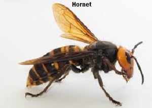 Hornet Hornet