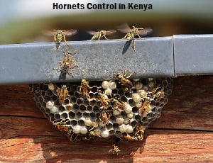 Hornets control in Kenya Hornets control in Kenya