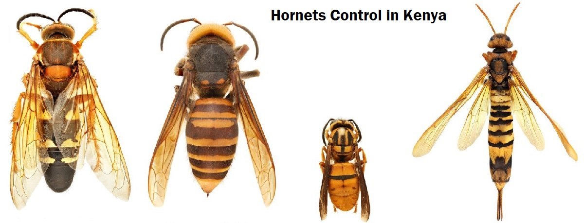 Hornets control in Kenya