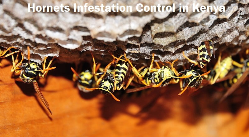 Hornets Infestation Control in Kenya Hornets Infestation Control in Kenya