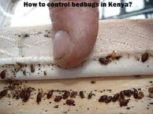 How to control bedbugs in Kenya? How to control bedbugs in Kenya?
