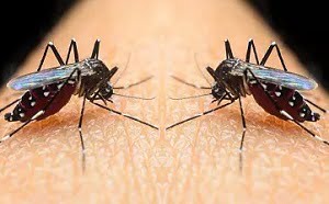 How to control pests in Libya?