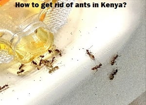How to get rid of ants in Kenya?