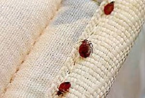 How to get rid of bed bugs in Kenya? How to get rid of bed bugs in Kenya?