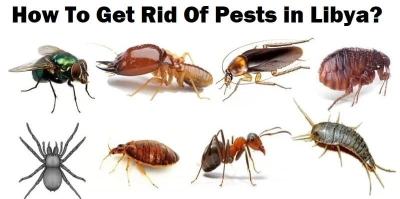 How to get rid of pests in Libya?