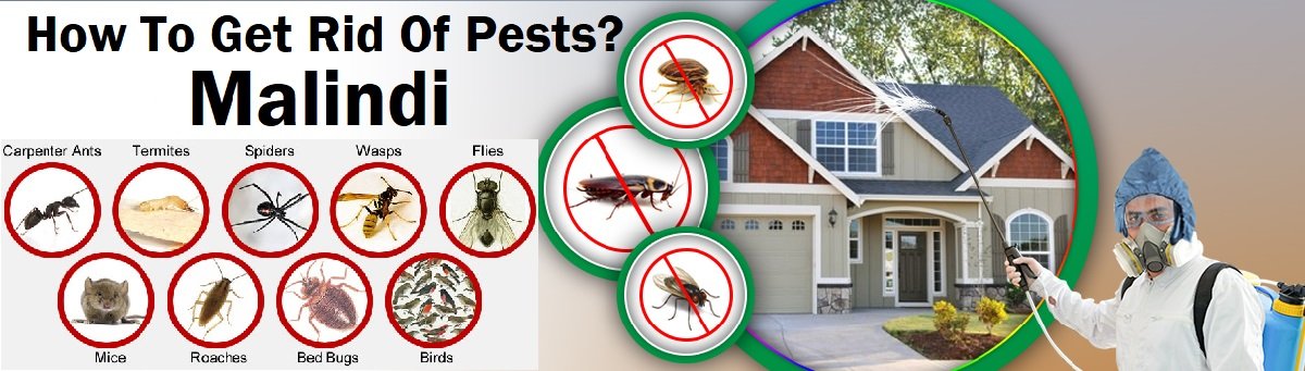 How to get rid of pests in Malindi?