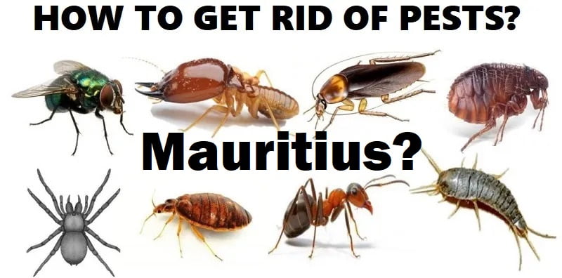 How to get rid of pests in Mauritius? How to get rid of pests in Mauritius?