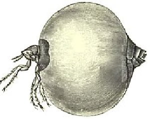 Jigger flea infestation management in Kenya Jigger flea infestation management in Kenya