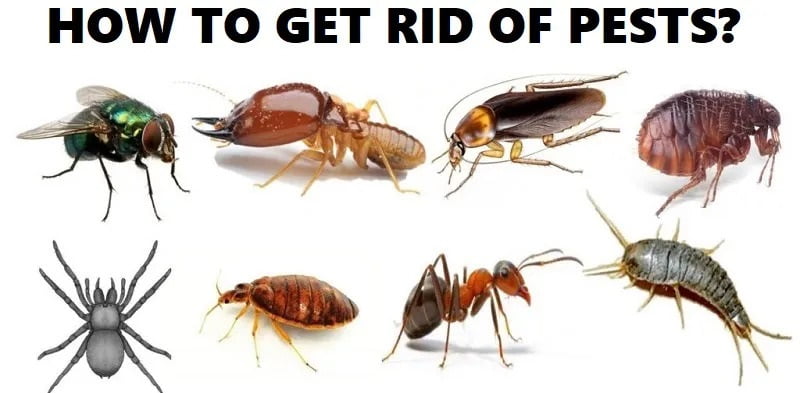 Malindi & how to get rid of pests in Malindi?