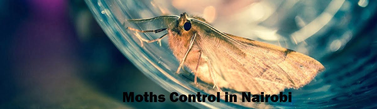 Moths control Nairobi