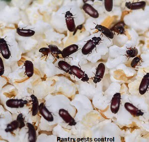 Pantry pests control in Kenya