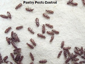 Pantry pests control in Kenya