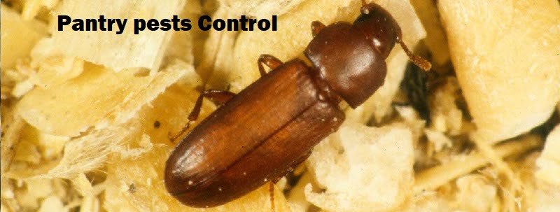 Pantry pests control in Nairobi