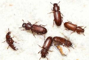 Pantry pests control in Nairobi
