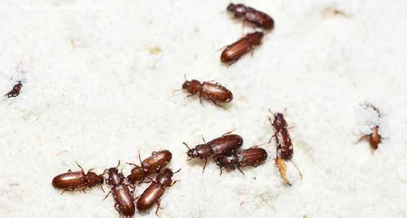Pantry Pests Control Services in Kenya
