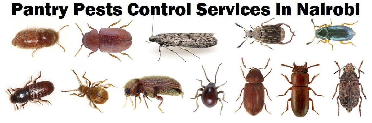 Pantry pests control services in Nairobi
