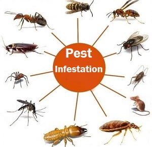 Signs of pest infestation in Kenya