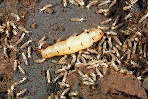 Pest control in Ruiru Pest control in Ruiru