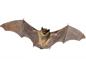 Pest control services in Awendo Pest control services in Awendo