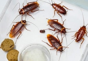 Pest control services Marurui Pest control services Marurui