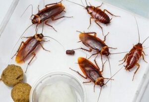 Pest control services in Ruaka