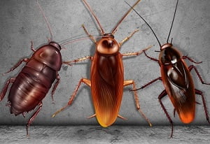 Pest control services in Fedha Estate Pest control services in Fedha Estate