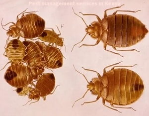 Pest control services in Fedha Estate Pest control services in Fedha Estate