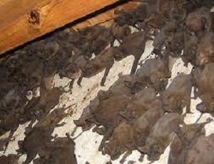 Pest control services in Kyuna