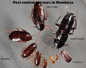 Pest control services in Mombasa Pest control services in Mombasa