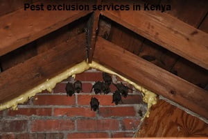 Pest exclusion services in Kenya Pest exclusion services in Kenya