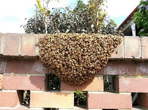 Pest extermination services in Kyuna