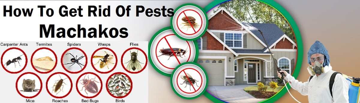 Pests & How to get rid of pests in Machakos?