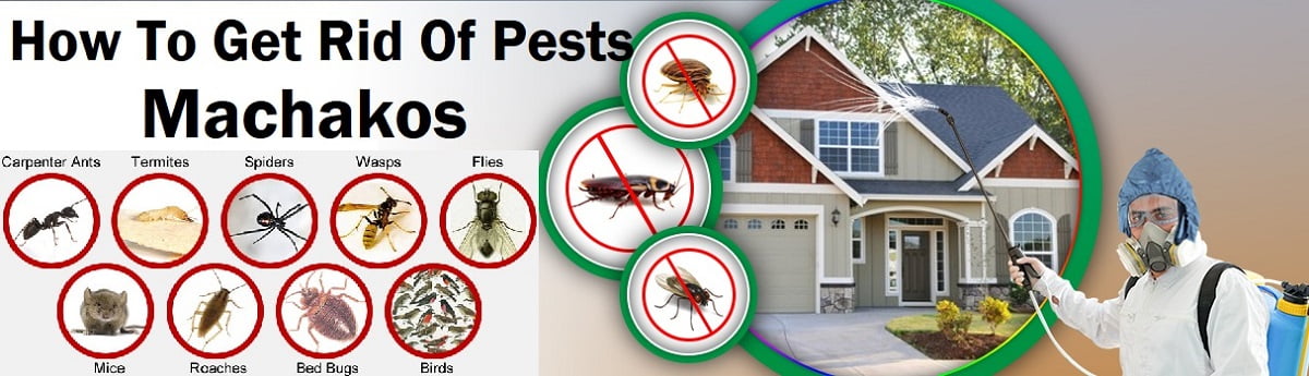 Pests How to get rid of pests in Machakos Pests & How to get rid of pests in Machakos?