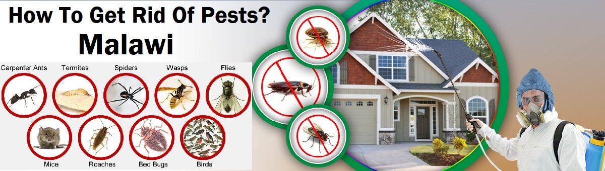 Pests & how to get rid of pests in Malawi?