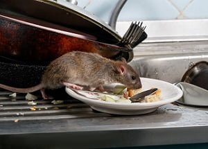 Rats control in Nairobi