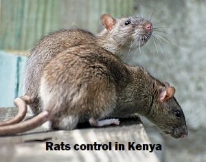 Rats control services Kenya
