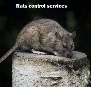 Rats control services Kenya