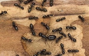 Safari ants control in Kenya