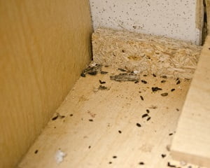 Signs of pests infestation in Mauritius? Signs of pests infestation in Mauritius?