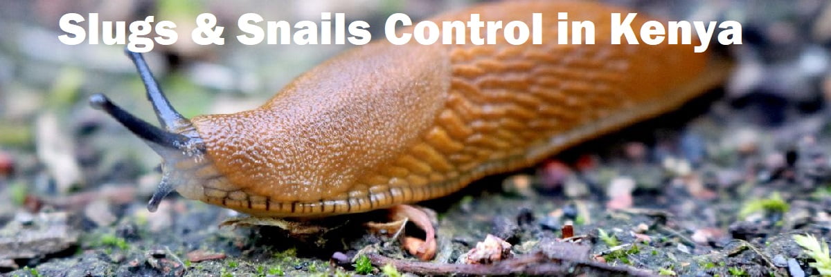 Slugs and snails control in Kenya