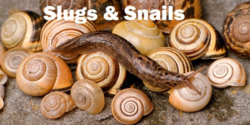 Slugs & snails control services in Kenya