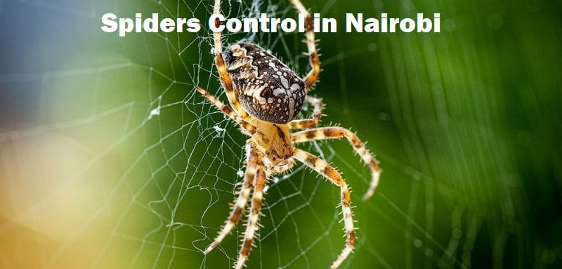 Spiders control in Nairobi Spiders control in Nairobi