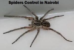 Spiders control in Nairobi Spiders control in Nairobi