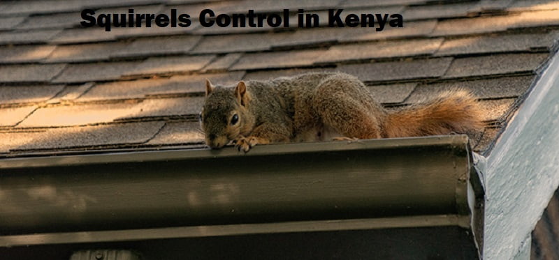 Squirrels control in Kenya