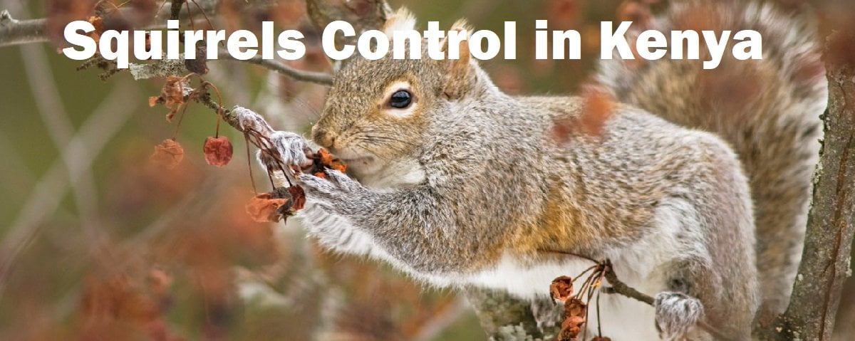 Squirrels control services Kenya