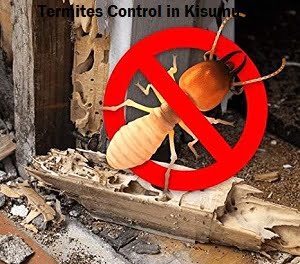 Termites control in Kisumu
