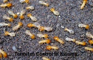 Termites control services in Kisumu