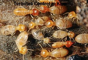 Termites extermination services in Kisumu