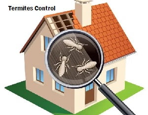 Termites extermination in Nairobi